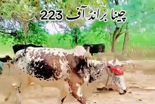 Punjab dey Pind Beautiful Village Life in Punjab Traditional village Life