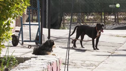 En Jalisco, Cruz Roja atiende hasta 3 personas al día por mordedura de perro