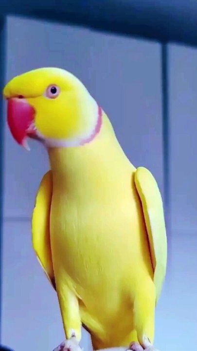 Assalamualaikum