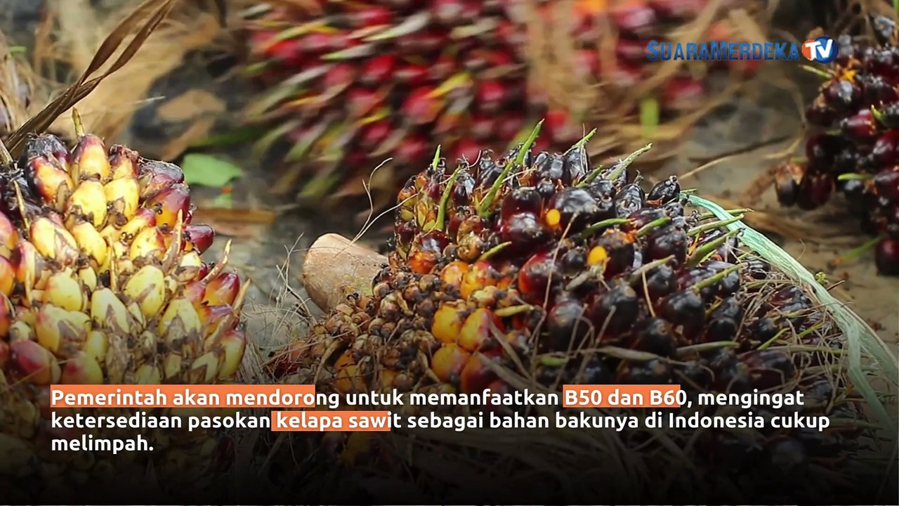 Akselerasi Ketahanan Energi, Pemerintah Dorong Pemanfaatan Biodiesel