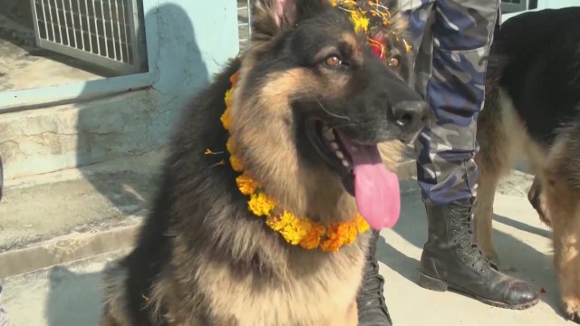 [나우쇼츠] 개들을 위한 공양제... 오늘은 내가 신이다 / YTN