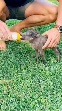 Small Creature feeding #feeding #milk