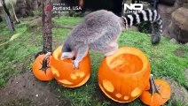 No comment. Halloween allo zoo, anche gli animali ricevono le zucche!