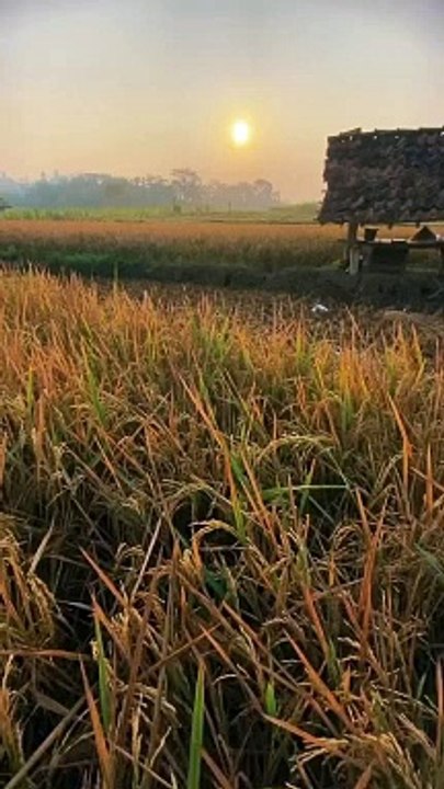 udara pagi yang sangat sejuk