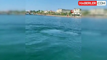 Yunusların Balık Avı Heyecan Verdi
