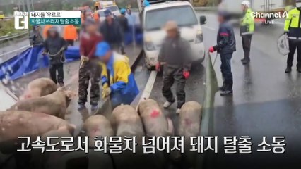 고속도로서 화물차 넘어져…돼지 탈출 소동