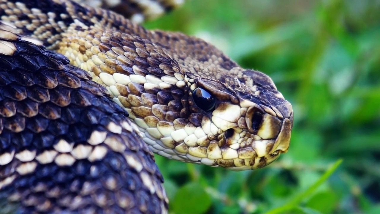 Into the wild, Upclose with snakes, baboons and kobs