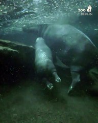 Cria de hipopótamo-pigmeu ‘aventura-se’ pela 1.ª vez debaixo de água