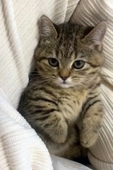 2024 best animals videos #animalvideos #funnyanimls #cuteanimls #animals