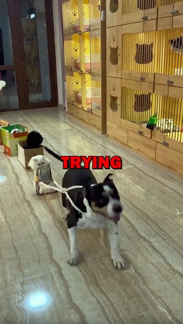 ⁣PET TRAIN! #animalstories #pets #cat #dog #animals