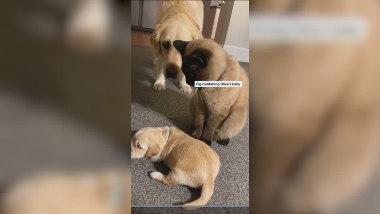 Un pequeño cachorro no deja de llorar y lo que hace un gato para calmarlo encoge el corazón