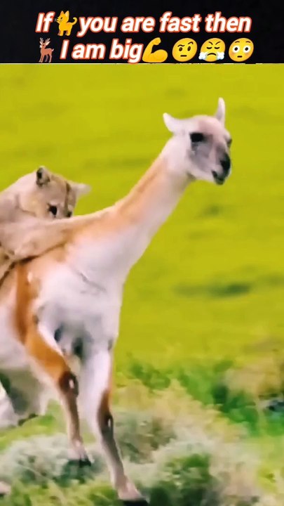 Bobcatattack moose | bobcat hunting | cat vs duck | #trending #animal #nature