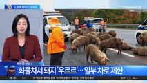 고속도로서 화물차 넘어져…돼지가 ‘우르르’