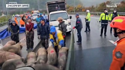 돼지 38마리 고속도로 탈출 소동