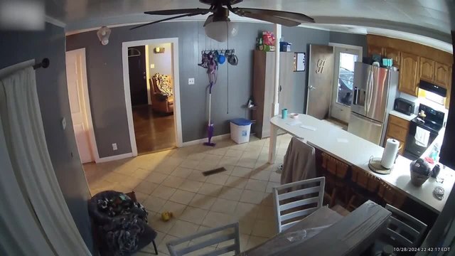 Black Cat Gets Slammed Into Glass Door