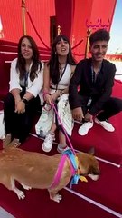 صناع فيلم "أمانة البحر" في مهرجان الجونة رفقة الكلبة "كراميل"