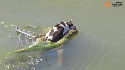 Dog Lucky to Sustain Only Minor Injuries After Being Rescued From Canal
