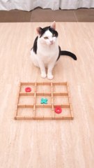 Cat and Tic Tac Toe #cat