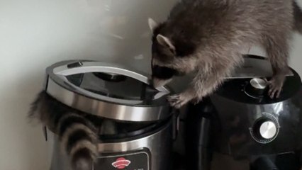 Raccoon sneaks inside rice cooker while exploring the kitchen with friend