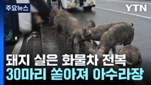 돼지 실은 화물차 전복...30마리 쏟아지며 아수라장 / YTN