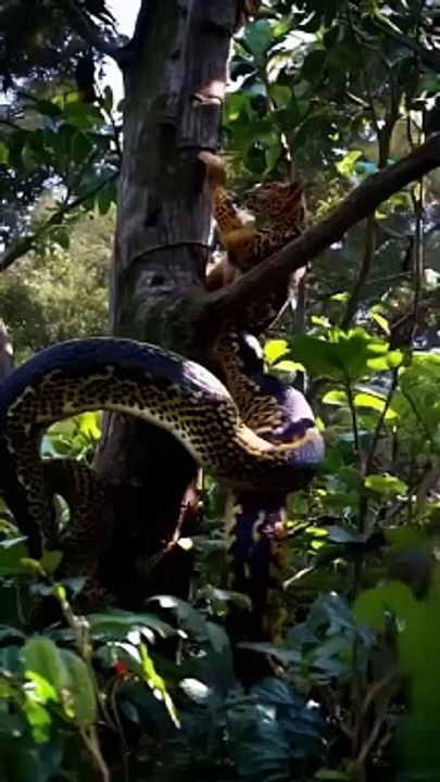 Animal