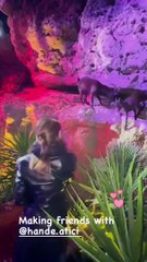 Beren Saat elleriyle dağ keçisi besledi