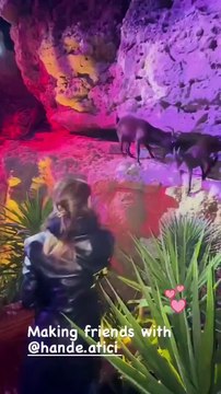 Beren Saat elleriyle dağ keçisi besledi