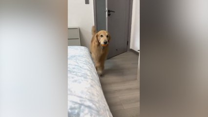 Un Golden Retriever hace una entrada magistral a una habitación y las redes se derriten ante él