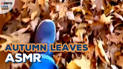 Can't beat the sound of crunching leaves!