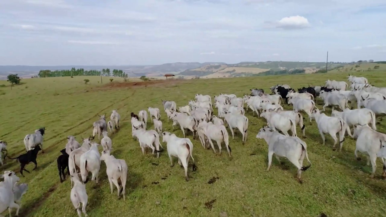 Negócio Rural - Temporada 01 - Episódio 22 - Pecuária MT (03/11/2024)