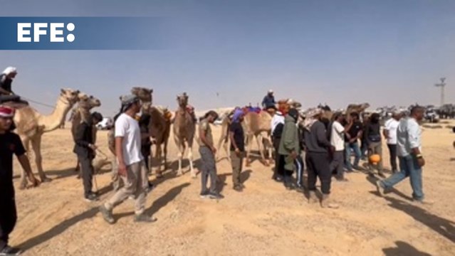 Carrera de camellos en el desierto del Néguev