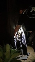 Carpet Python hides in an umbrella to escape the rain!