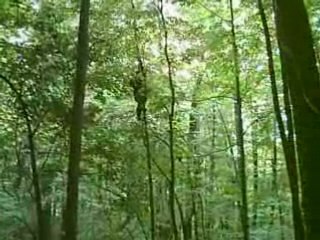 Tree Climbing at letchworth park