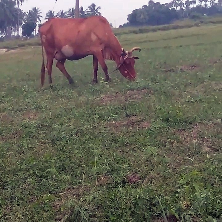 The cow