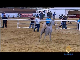 الخيول العربية الاصيلة         le pur sang Arabe 4