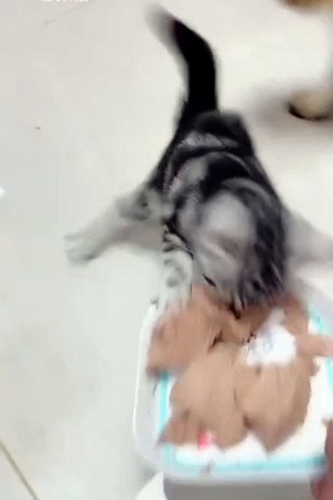 Funny cute animals