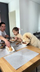 Dog has dinner at the table with the family!