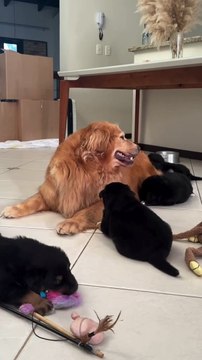 Shih Tzu que engravidou Golden Retriever em SC é do mesmo tamanho dos filhotes; veja reencontro