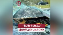 "سلحفاة طائرة"! حادث غريب على الطريق