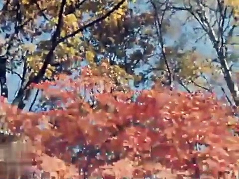 Золотая осень в Приморье. Время. Эфир 1 ноября 1978