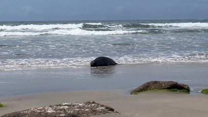 Mãe e filhote de elefante-marinho se despedem em Garopaba