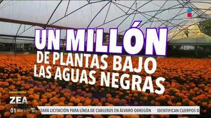 Tromba en Xochimilco puso en riesgo el abasto de la flor de cempasúchil