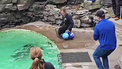 Stryker the Harbor Seal Predicts This Winter's Weather ❄️