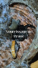 Je nourris l'araignée la plus mignonne !