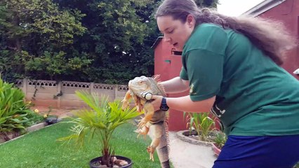 Green Iguana Goes Swimming!