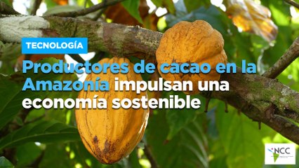 Productores de cacao en la Amazonía impulsan una economía sostenible