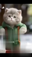 Cat Funny Dance #cat #catvidoes #catdancevideo #funny #funnycartoon | Cats Lover Dua