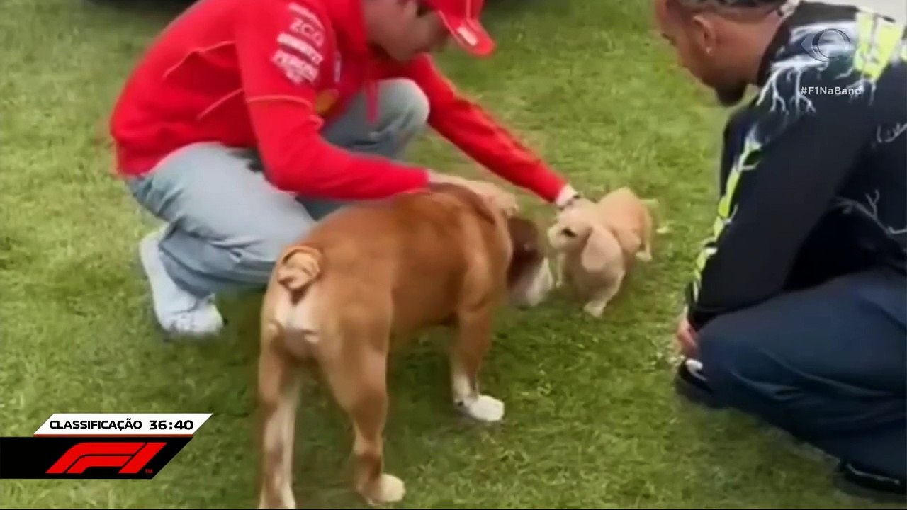 Apaixonado por gatos, Albon revela superstição da família com felinos