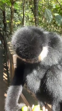 Confusing Behavior of animals - coexistence of human and animal's