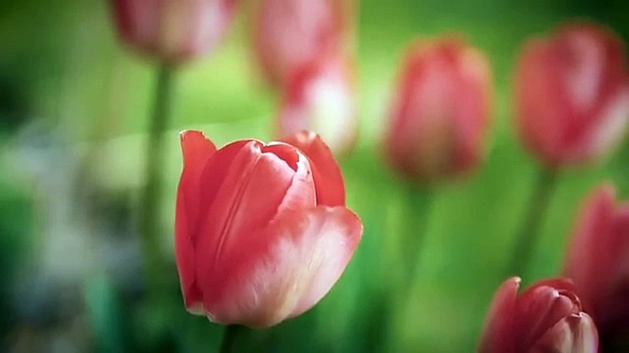 Nature_Video_30_Seconds_